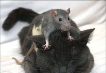 Con chuột không biểt sợ mèo Con chuột không biểt sợ mèo