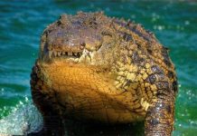 Về mặt sinh học, cá sấu là loài bất tử?