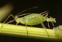 Gà trống “làm thịt” rắn hổ mang chúa kịch độc trong nháy mắt Những loài sinh sản vội vã nhất trong thế giới động vật