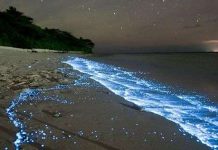 Bãi biển phát sáng