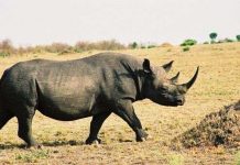 Tiêm chất độc vào sừng tê giác để chống săn trộm