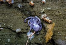 Thành lập vườn bảo tồn đại dương đầu tiên ở Đại Tây Dương Thành lập vườn bảo tồn đại dương đầu tiên ở Đại Tây Dương