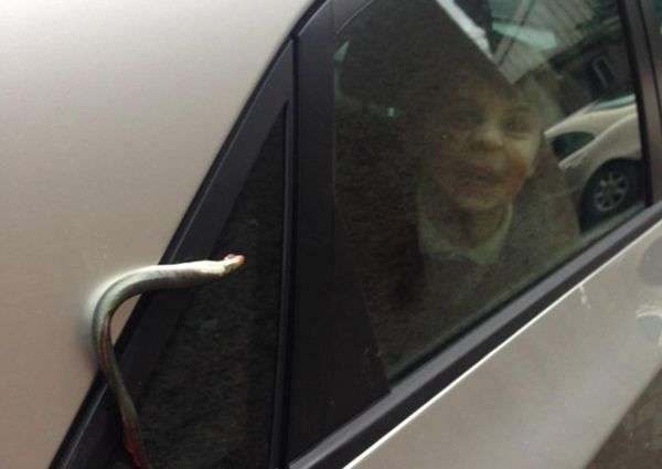 Cận cảnh loài cá bí ẩn rơi xuống Alaska