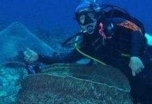 Phát hiện vài loài mới có thể là thuốc chữa ung thư Phát hiện vài loài mới có thể là thuốc chữa ung thư