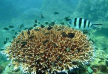 Bảo vệ cấp bách hệ sinh thái rạn san hô ở Phú Quốc