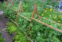 Phát hiện ra rau quả “bẩn” chỉ bằng một mẩu giấy Phát hiện ra rau quả "bẩn" chỉ bằng một mẩu giấy