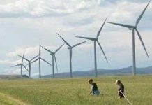 Tuabin gió là nguy cơ tử vong của loài dơi