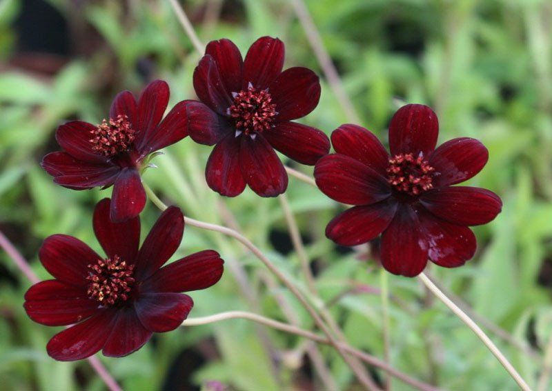 Chiêm ngưỡng vẻ đẹp của loài hoa đã tuyệt chủng ở môi trường tự nhiên