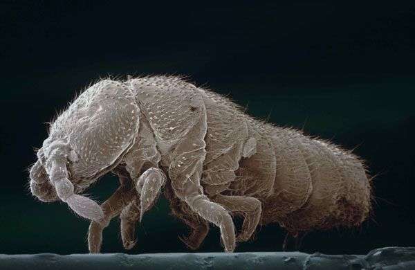 Những con vật kỳ lạ nhất ở Nam Cực