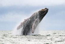 Cá voi húc tung thuyền khiến du khách gãy xương sườn