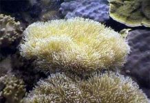 San hô ở bán đảo Sơn Trà có nguy cơ bị hủy diệt