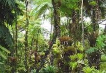 Giải mã bí ẩn vì sao rừng nhiệt đới nhiều loài hơn ôn đới