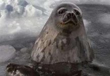 Hải cẩu - "chiến binh" chống khủng bố