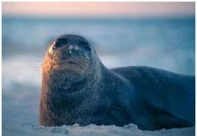 Hải cẩu thầy tu Ca-ri-bê đã tuyệt chủng Hải cẩu thầy tu Ca-ri-bê đã tuyệt chủng