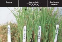 Siêu lúa chịu lụt và hạn hán