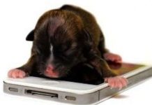 Ngộ nghĩnh chú chó nhỏ nhất thế giới