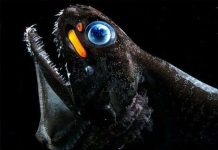 Cá rồng đã tiến hóa như thế nào để phát ra ánh sáng đỏ?