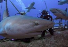 Đây là lí do tại sao bạn không bao giờ thấy cá mập trắng trong bảo tàng hải dương học Đây là lí do tại sao bạn không bao giờ thấy cá mập trắng trong bảo tàng hải dương học