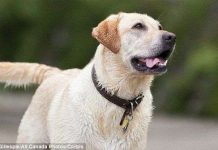 Đặc vụ chó biết đánh hơi dữ liệu máy tính