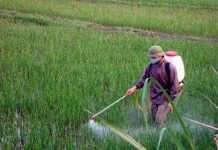 Thuốc trừ sâu đang làm hại lúa