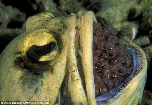 Cá jawfish đực ấp tới 400 quả trứng trong miệng
