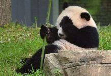 Giới khoa học giải mã được bí mật ngôn ngữ của gấu trúc