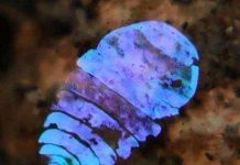 Khám phá thuật tàng hình của sinh vật lấp lánh như đá sapphire