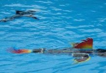 Đồ dùng dạy học robot cá