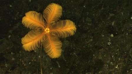 Phát hiện nhiều sinh vật mới ở vùng biển Indonesia