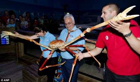 Bí ẩn loài cua dài bằng xe hơi ở Thái Bình Dương