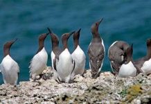 Trứng chim tự làm sạch