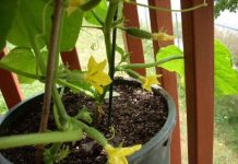 Hướng dẫn cách trồng dưa leo trong chậu an toàn, sai quả