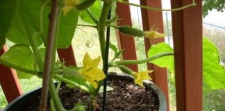 Hướng dẫn cách trồng dưa leo trong chậu an toàn, sai quả