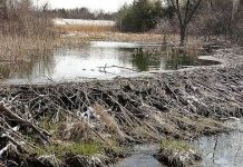 Những “kiệt tác kiến trúc” của loài vật Những “kiệt tác kiến trúc” của loài vật