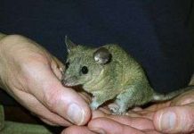 Công bố trình tự bộ gen đầu tiên của loài thú có túi