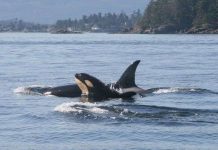 Cá voi sát thủ trưởng thành vẫn sống dựa vào mẹ