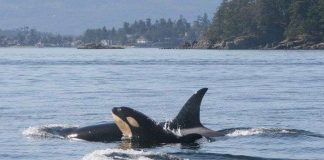 Cá voi sát thủ trưởng thành vẫn sống dựa vào mẹ