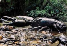 Loài tôm hùm nước ngọt lớn nhất thế giới sắp tuyệt chủng