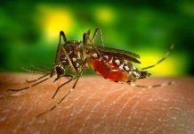 Diệt côn trùng bằng “mẹo” Diệt côn trùng bằng "mẹo"