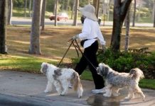 Chó và các loài vật bốn chân đi như thế nào?