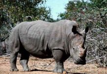 Cuộc chiến bảo vệ tê giác Cuộc chiến bảo vệ tê giác