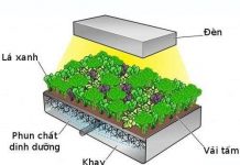 Trồng rau không cần đất