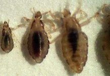 ADN chấy rận hé lộ cuộc di trú của loài người