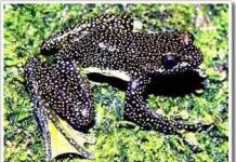 Khám phá loài ếch mới ở giáp biên giới Trung – Việt Khám phá loài ếch mới ở giáp biên giới Trung - Việt