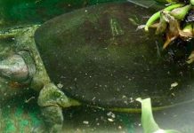 Tìm thấy con rùa độc nhất Việt Nam