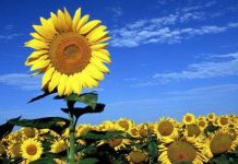 Đã tìm ra lý do hoa hướng dương hướng về phía mặt trời