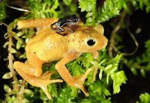 Loài cóc tuyệt chủng vẫn sống được trong phòng thí nghiệm Loài cóc tuyệt chủng vẫn sống được trong phòng thí nghiệm