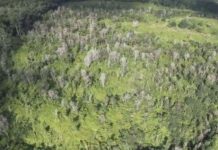 Bệnh lạ làm chết hàng trăm ngàn cây ở Hawaii