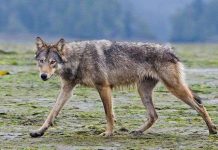 Hé lộ về loài sói hiếm biết bơi, ăn hải sản