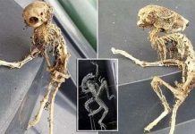 Phát hiện bộ xương quái thú dị thường